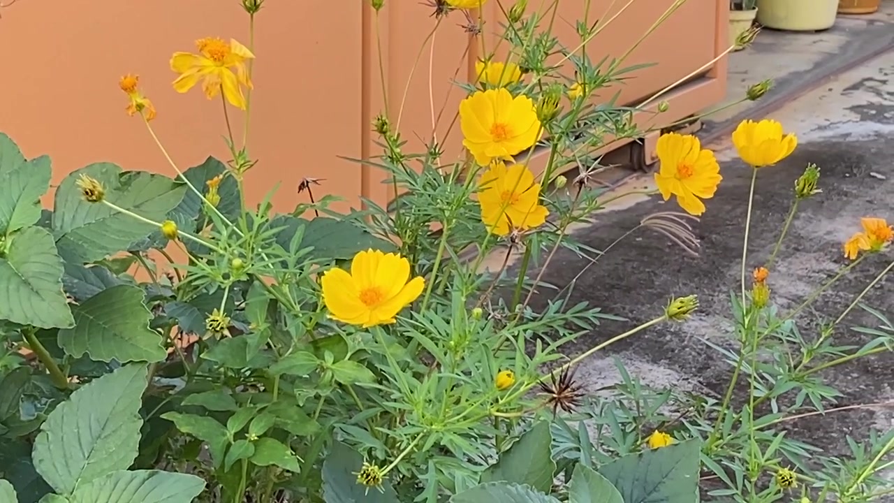 Fiori di Cosmos gialli vivaci che sbocciano alla luce naturale