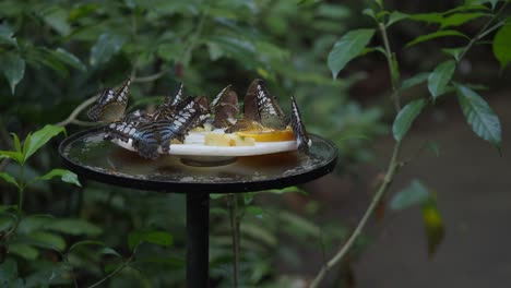 butterflies feeding on a fruit feeder in a lush garden
