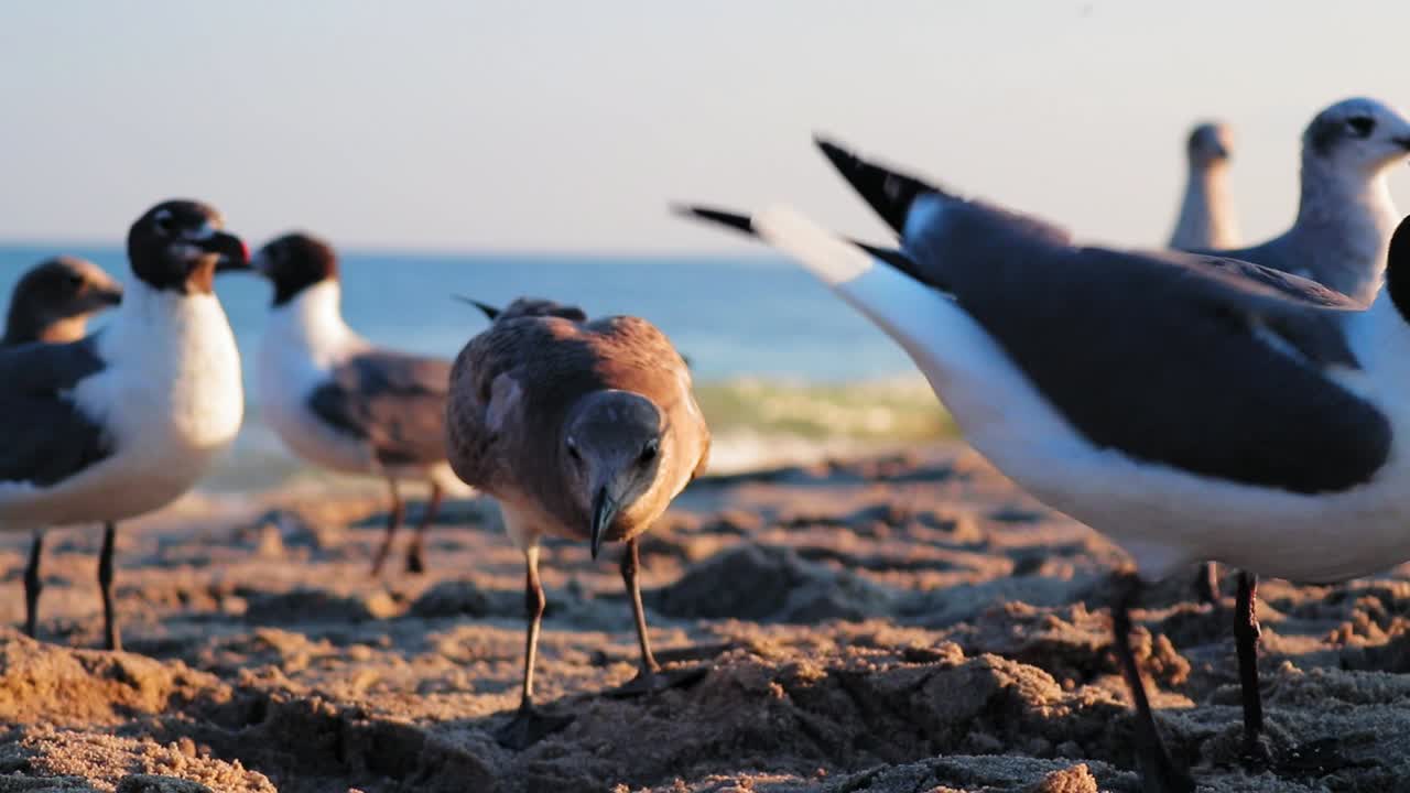 gaviotas buscando comida en la playa