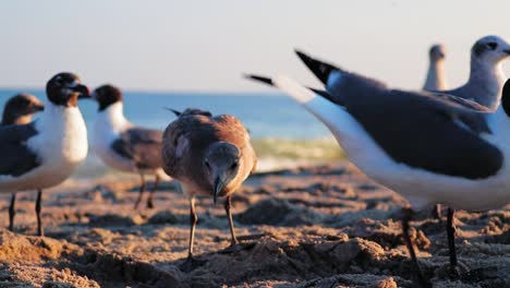 seagulls looking for food on beach