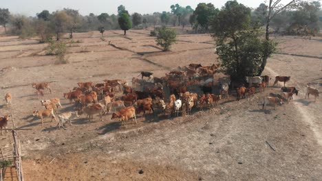 Gran-Rebaño-De-Vacas-Paradas-En-Una-Pradera-Seca-En-Laos,-Aérea