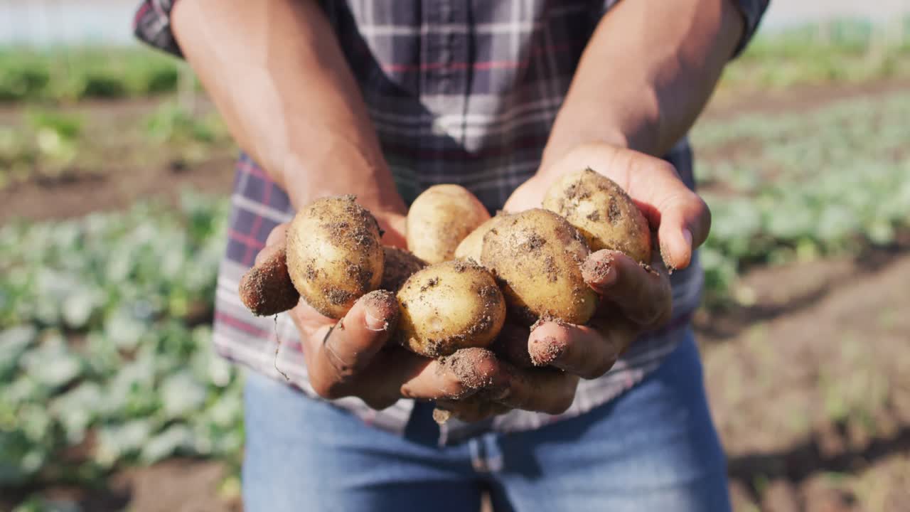 Video delle mani di un uomo afroamericano che tiene patate