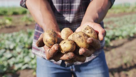 Video-of-hands-of-african-american-man-holding-potatoes