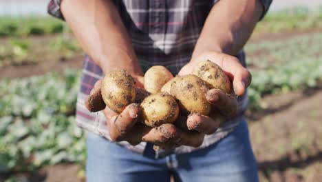 video van handen van afro-amerikaanse man die aardappelen vasthoudt
