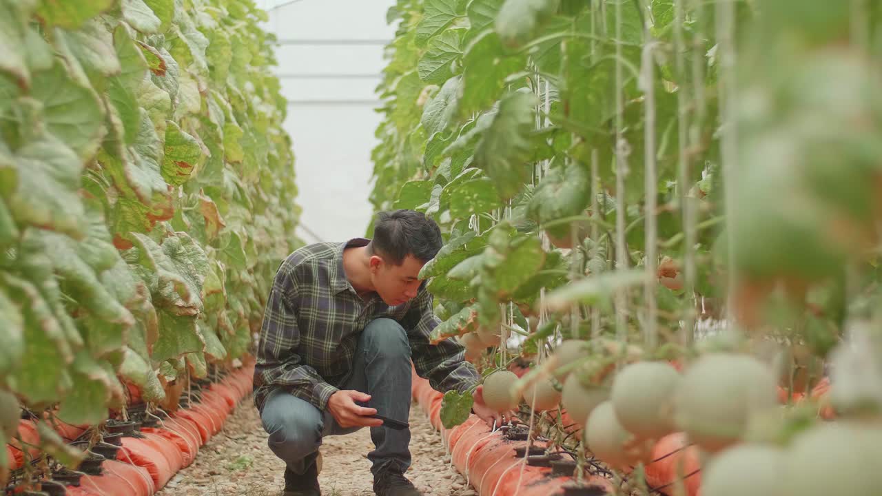 Asian Farmer Selfie With Melon In Greenhouse Melon Farm