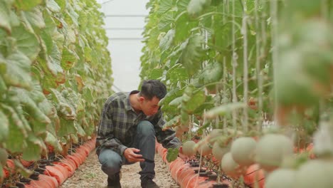 selfie de un granjero asiático con un melón en una granja de melones en el invernadero