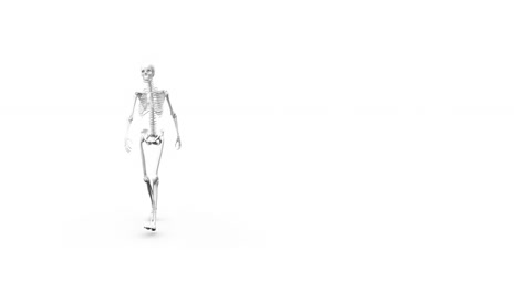 digital animation of human skeleton walking against white background