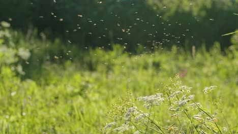 flies in a grassy field