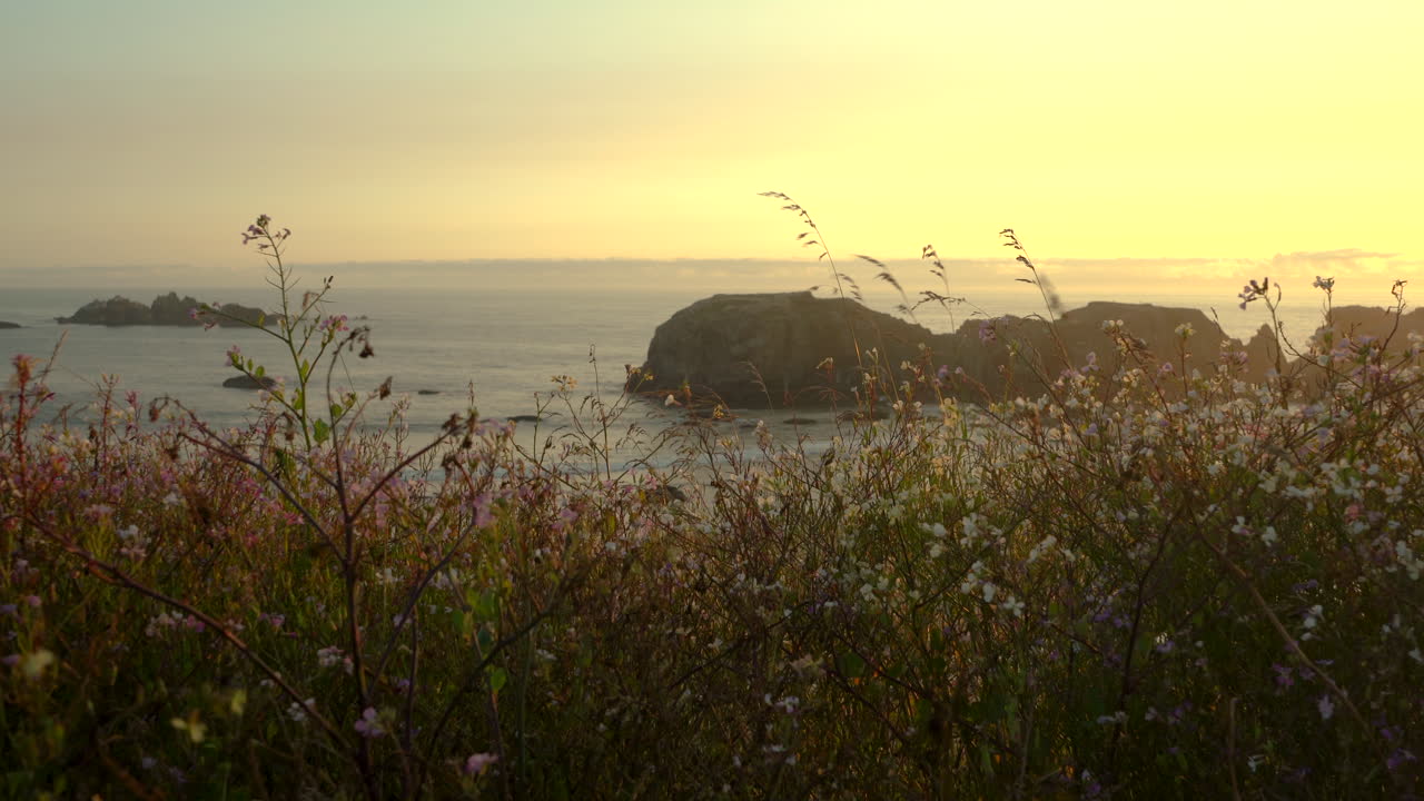 escena de naturaleza serena con flores silvestres meciéndose en el viento en un acantilado con vistas a la formación rocosa de cabeza de elefante en bandon, oregon