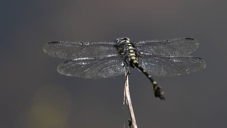 the common flangetail dragonfly is commonly seen in thailand and asia