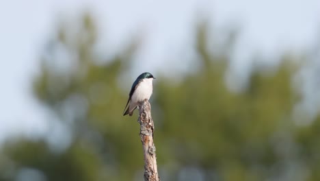 a male tree swallow perches on a branch and calls out over an orchard