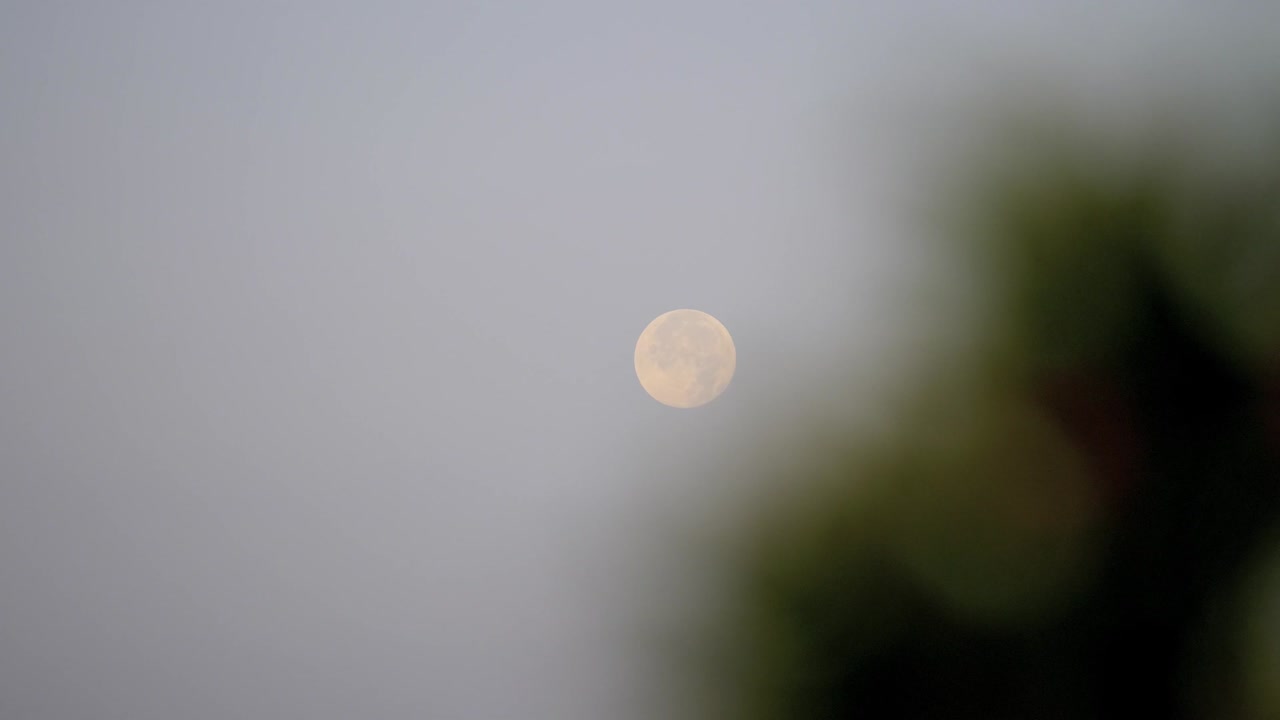 Full moon falling behind tree's shadow in the morning, 4k footage, time lapse.