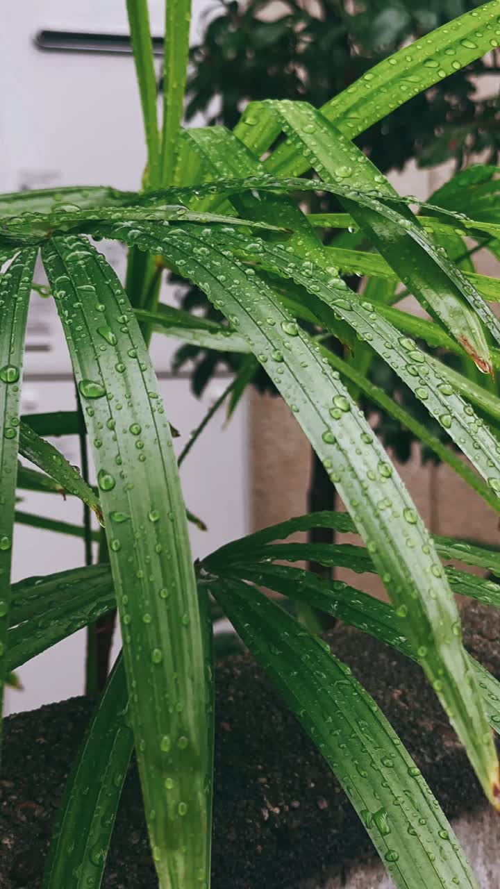 정원에서 은 잎