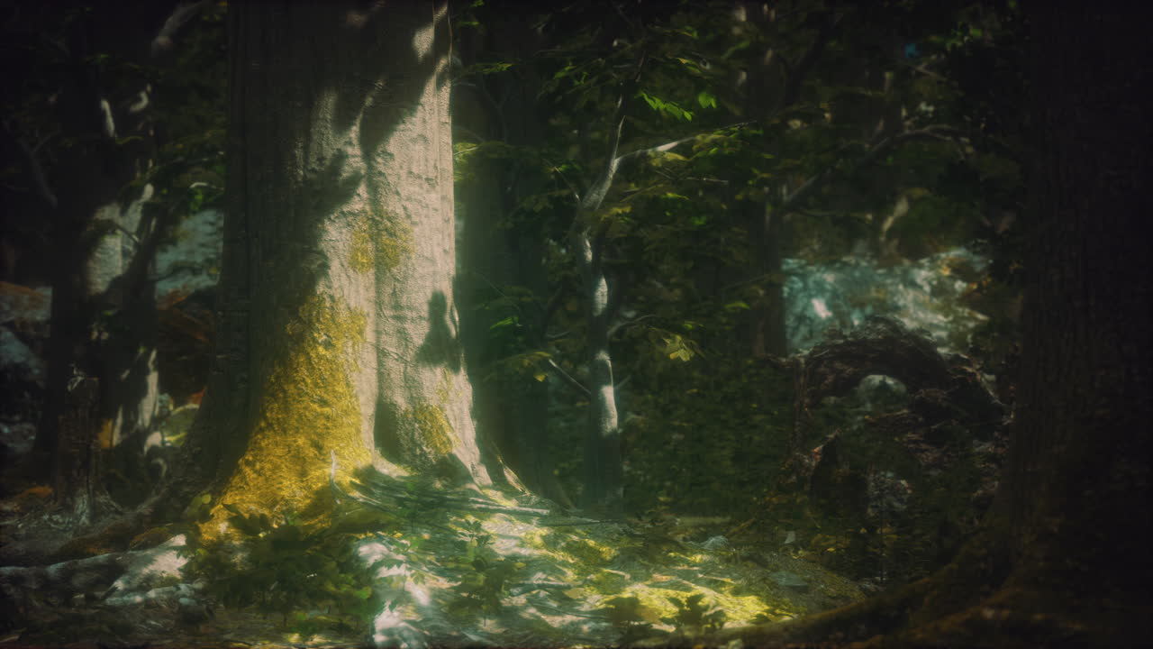 Old trees with lichen and moss in green forest