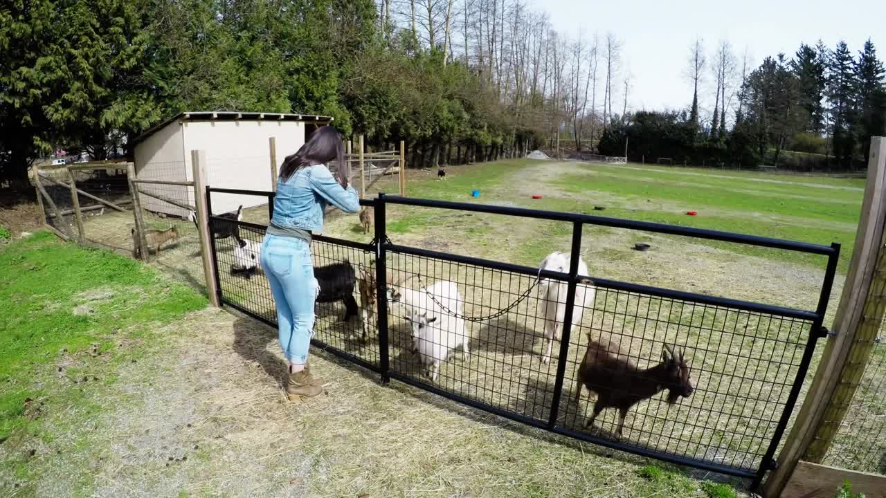 Donna che si appoggia alla staccionata della fattoria e guarda le capre 4k