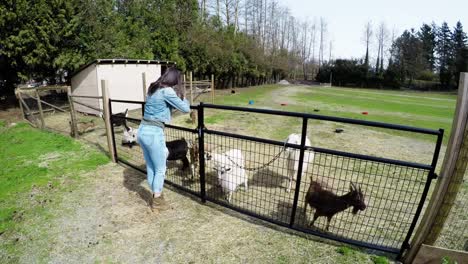 Woman-leaning-at-farm-fence-and-looking-goats-4k