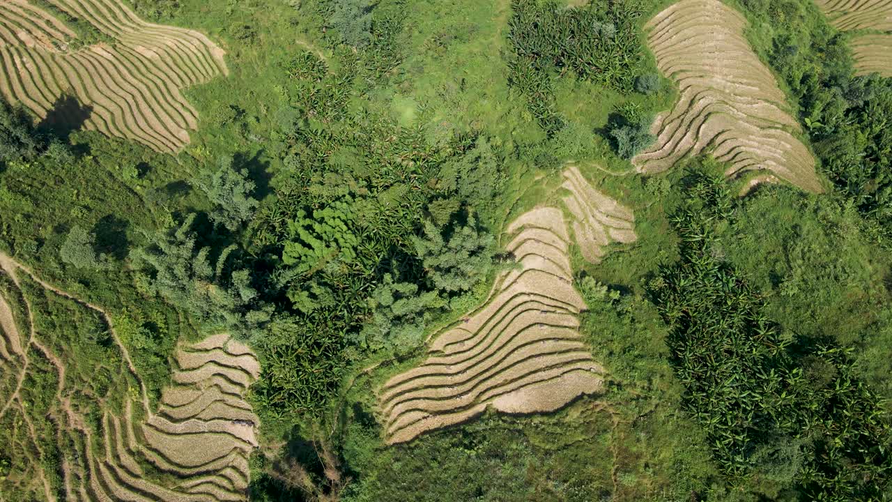 vista de pájaro de los campos de arroz en terrazas en sapa vietnam con revelación de inclinación hacia arriba