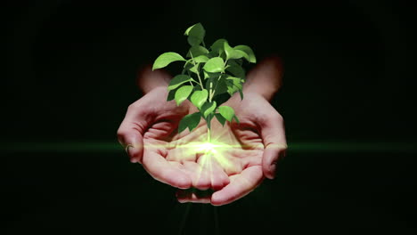 presentación manual de plantas verdes digitales en crecimiento
