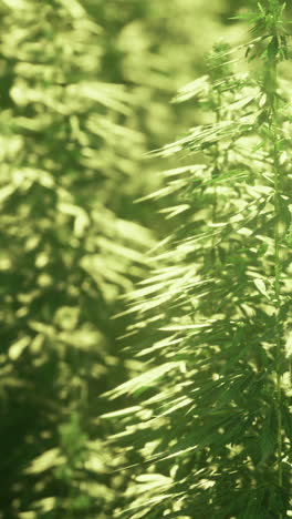 vibrant green cannabis plants flourishing under warm sunlight in serene fields