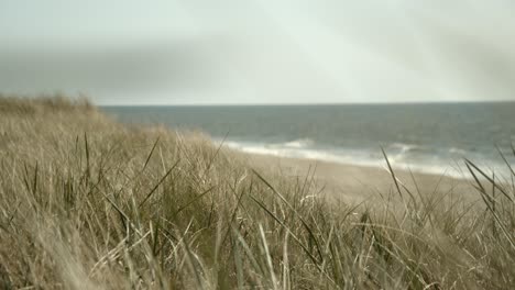 dune grass moves in the wind on the dunes of sylt with the beach and the northsea in the background 4k 60fps