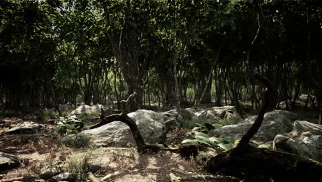 Raíces-De-Un-árbol-En-Un-Bosque-Brumoso