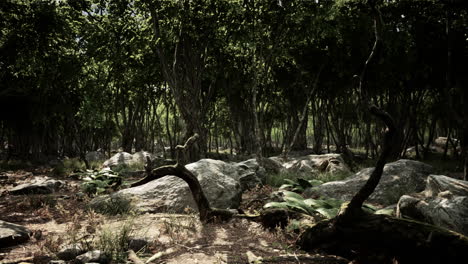 roots of a tree in a misty forest