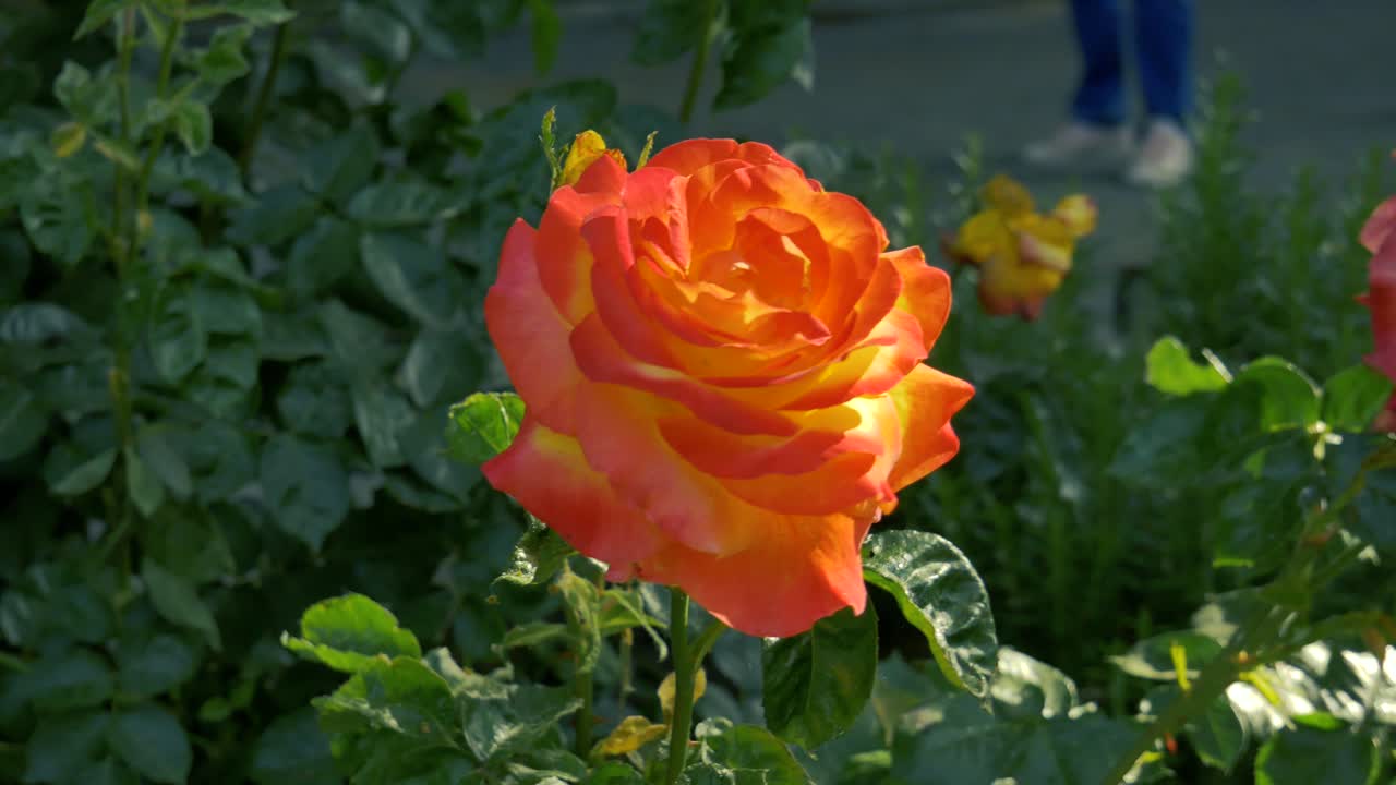 A orange floribunda rose in a public garden