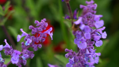 close up to pretty purple catmint flowers while bee collects pollen and flies away