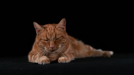 red tabby domestic cat, adult laying against black background, real time 4k