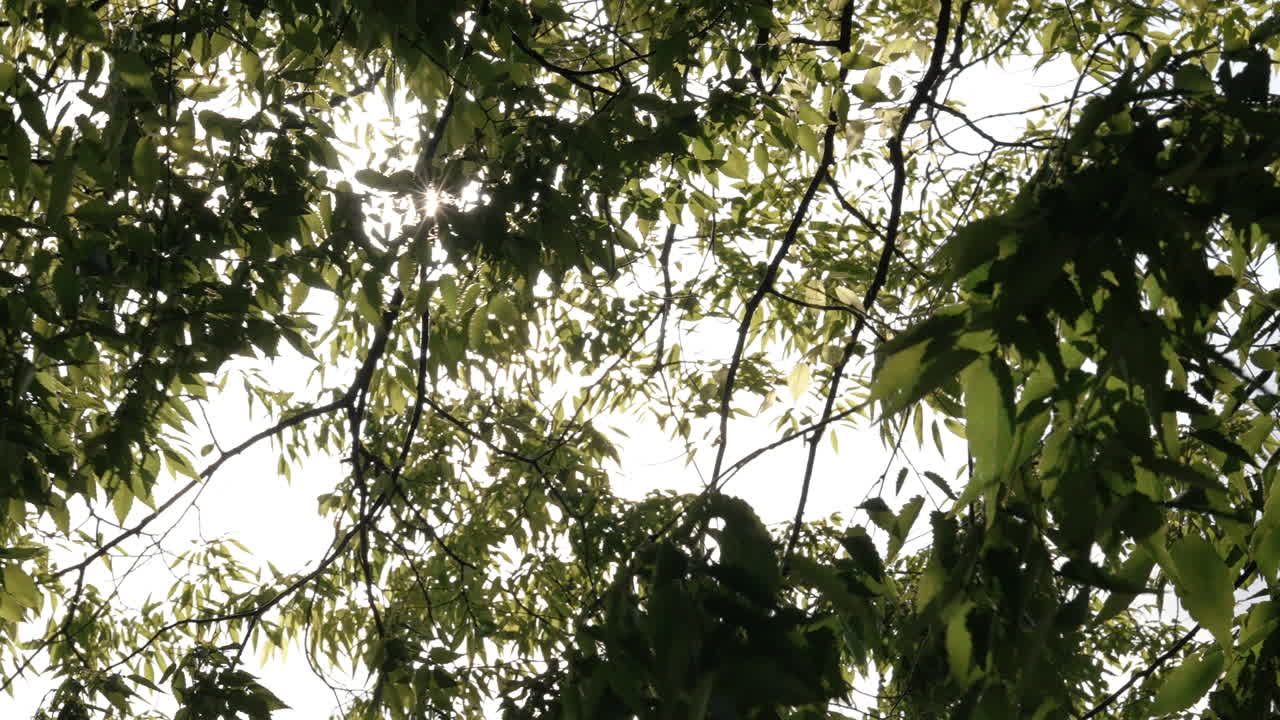 Green leaves glowing with translucent beauty against a soft bokeh background