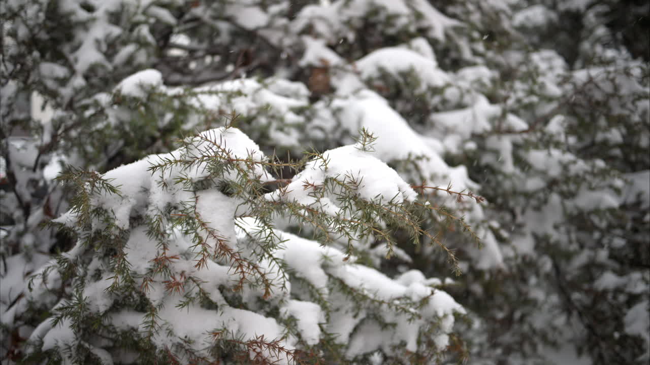 Slow motion snowing over green fir tree in a forest