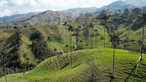 Volando-Sobre-Las-Icónicas-Palmas-De-Cera-En-El-Valle-De-La-Samaria-Cerca-Del-Pueblo-De-Salamina-En-El-Departamento-De-Caldas-Del-Eje-Cafetero-En-Colombia