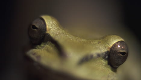 Close-up-shot-in-the-rainforest-looking-at-the-eyes-of-a-green-Costa-Rican-Masked-Tree-Frog,-Smilisca-phaeota