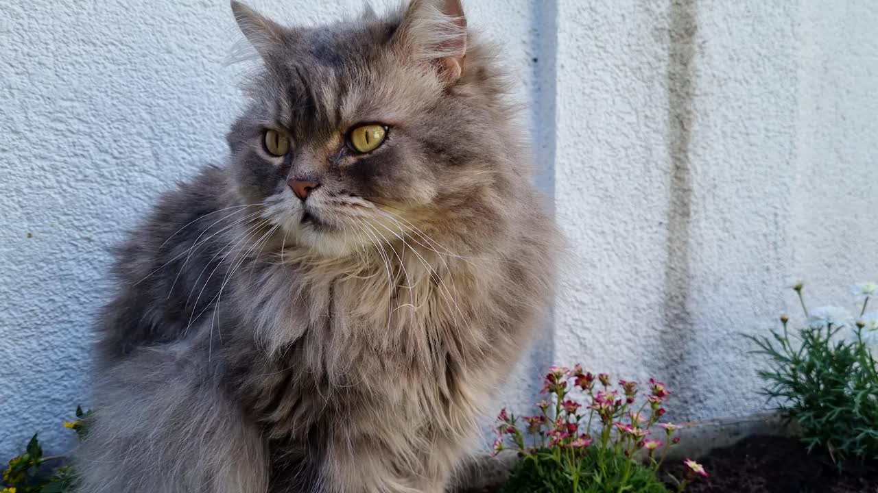 Gatto persiano grigio seduto tra i fiori, con un viso carino e occhi gialli che si guardano intorno