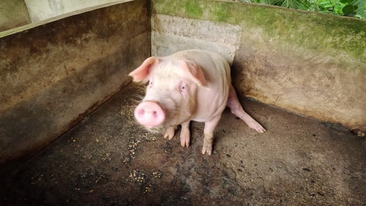 Maiale rosa da allevamento in piedi in un piccolo recinto di cemento con pavimento umido e texturizzato.