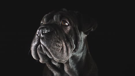 studio portrait of sharpei puppy against black background