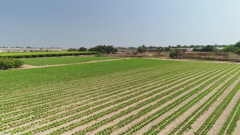 Aerial-footage-of-large-plantation-of-fruit-trees-and-agricultural-fields