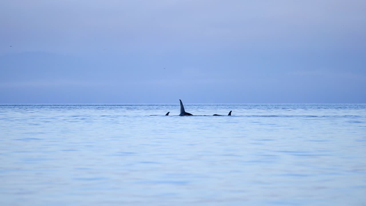 una manada de orcas moviéndose en un día de océano tranquilo.