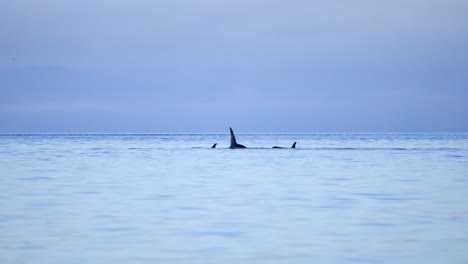 pod of orcas moving on calm ocean day