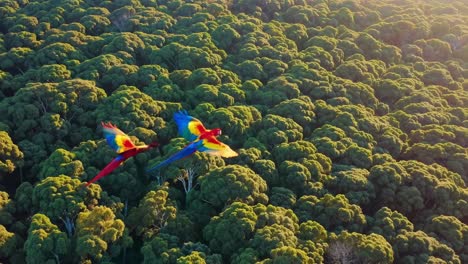 aerial video captures two vibrant macaws soaring over lush green forest, showcasing nature's beauty