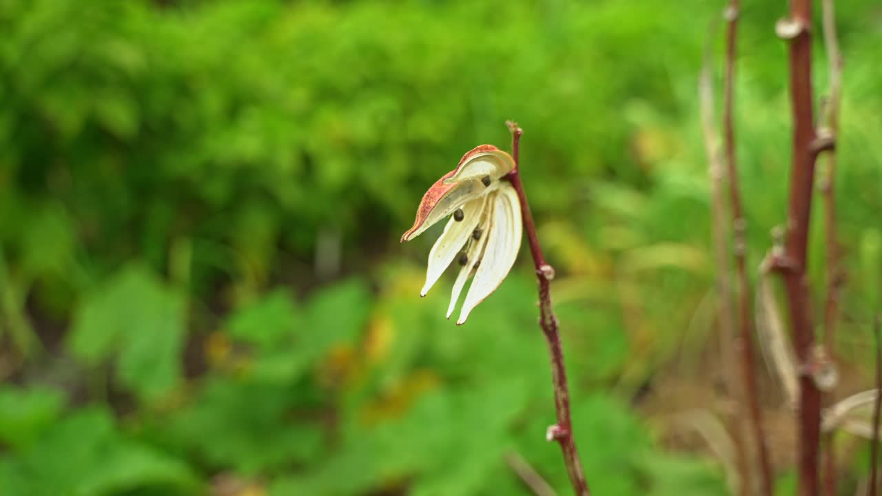 la okra roja en el jardín botánico se abrió mostrando las semillas secas en el interior