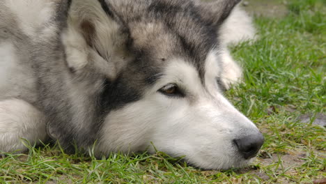 closeup of a malamute dog napping outside