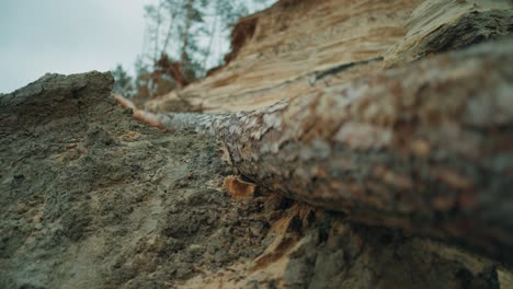 fallen log on sandy cliff