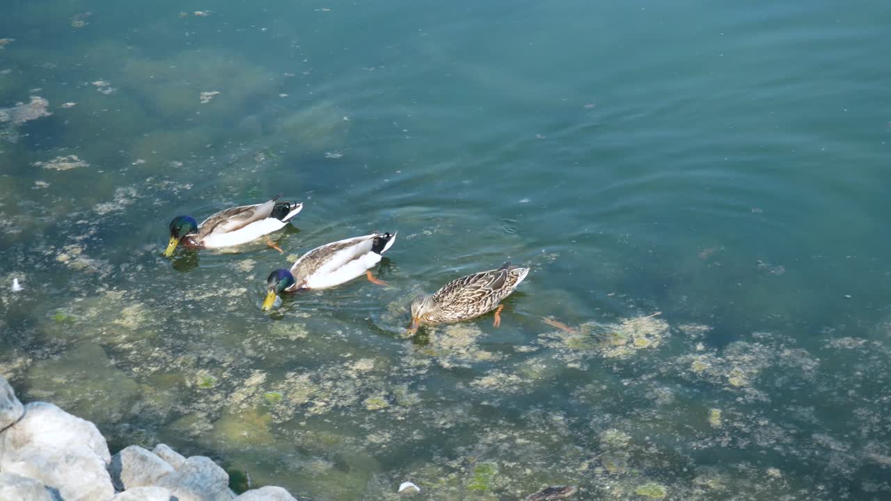 canada lake ontario summer water lakeshore toronto etobicoke water humber