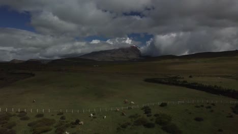 drone volando hacia el volcán cotopaxi con manada de llamas pastando en primer plano en ecuador