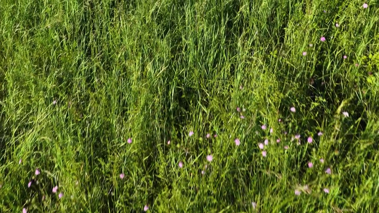 Ripresa aerea con drone di fiori selvatici in fiore ed erba verde lussureggiante che ondeggia alla luce del sole estivo.