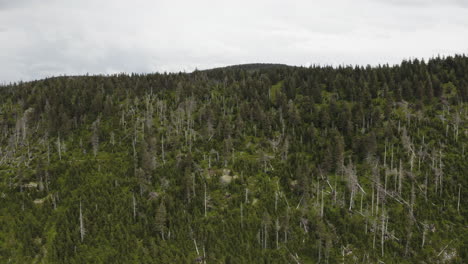 Coniferous-forest-on-mountain-peak-in-Moravia,-Czechia,-drone-shot