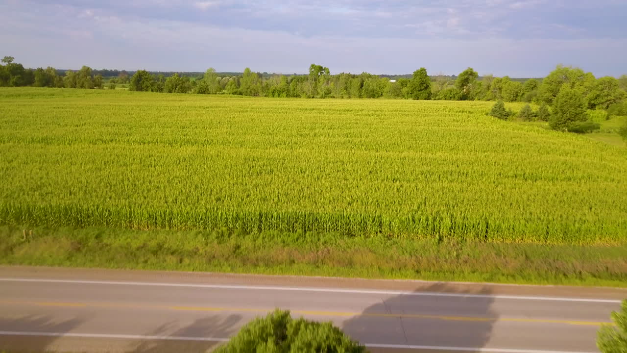 잘 익은 옥수수 밭 위의 공중 초경속으로 시골 풍경을 보여줍니다.