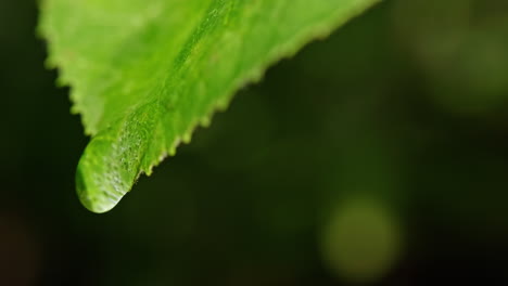 close-up of a leaf with a water droplet