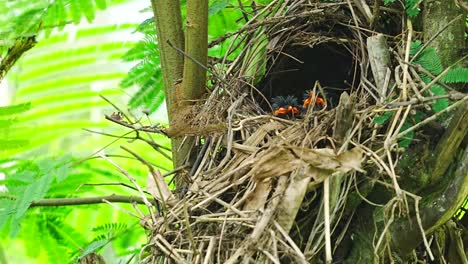 babies javan banded pitta bird's in the nest, surrounded by lush green leaves.